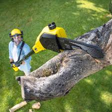 Best Tree and Shrub Care  in Fruitville, FL